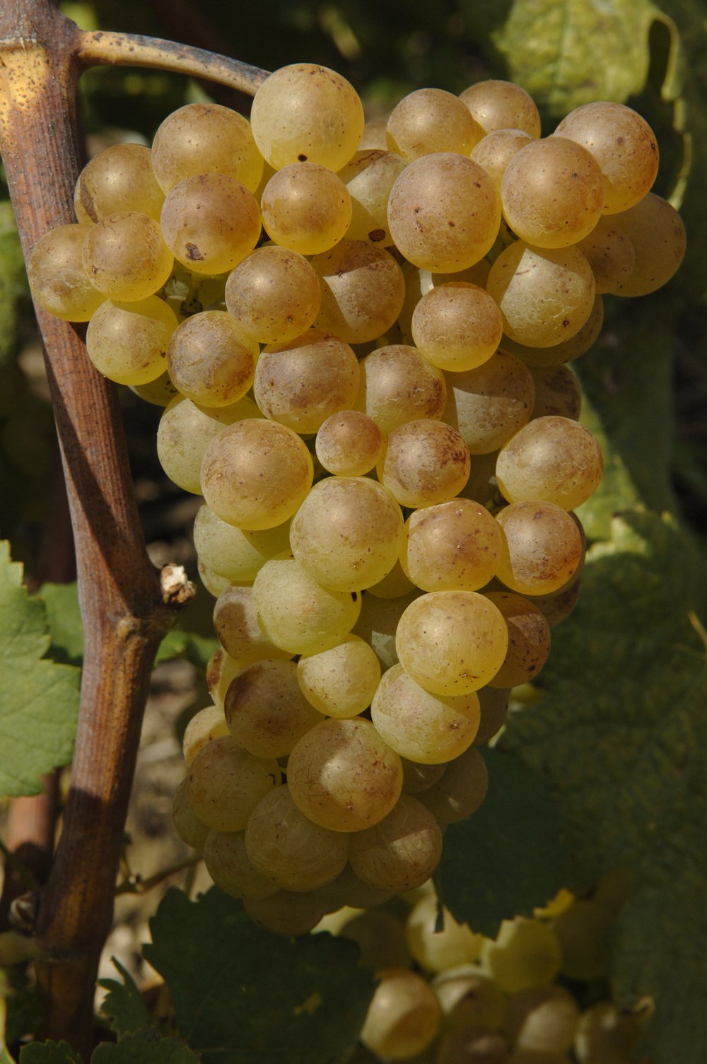 Grappe chasselas mûre